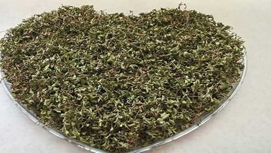 خرید و فروش آویشن محلی با شرایط فوق العاده